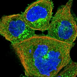 HIP1 Related Antibody, Novus Biologicals 0.1mL; Unlabeled:Antibodies, Polyclonal